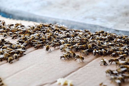 大,蜜蜂,纸板