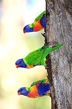 彩虹,三个,成年,树,澳大利亚
