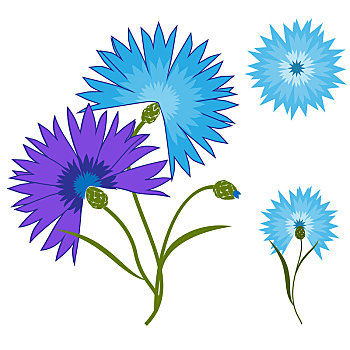 蓝花,矢车菊,隔绝,白色背景,背景,卡通,矢量,插画