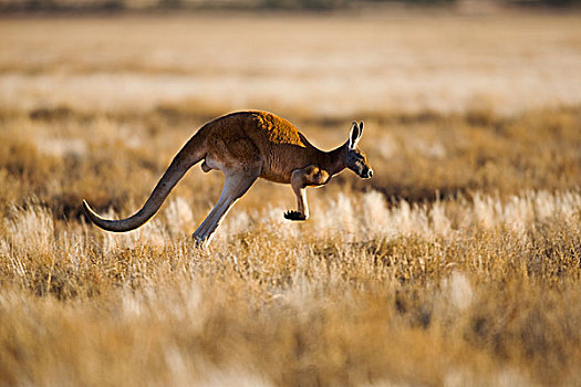 红袋鼠,跳跃,国家公园,新南威尔士,澳大利亚