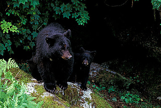 北美,阿拉斯加,东南部,黑熊,母熊,幼兽,美洲黑熊