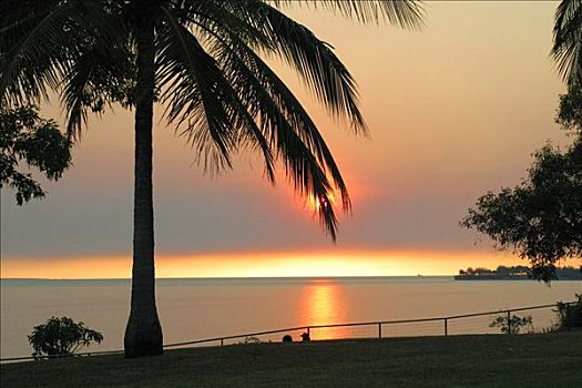 日落,棕榈树,达尔文,北领地州,澳大利亚