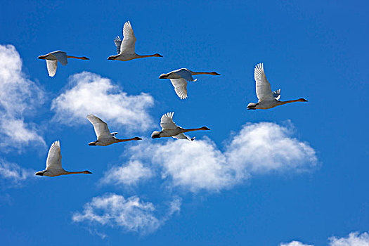 野天鹅,天鹅,飞行,春天,迁徙,湿地,湖,育空地区,加拿大
