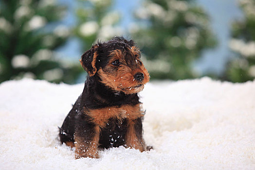 梗犬,小狗,8星期大,坐,人造,雪,冬天