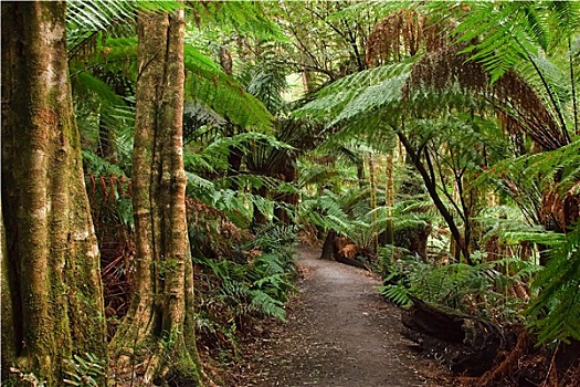 雨林,澳大利亚