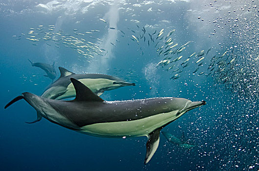 常见海豚,长吻真海豚,进食,沙丁鱼,跑,东开普省,南非
