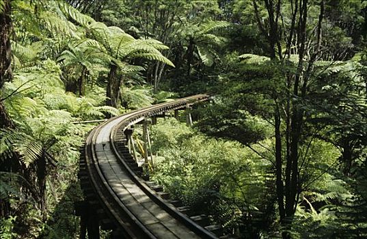 蕨类,树,架柱桥,驾驶,溪流,铁路,狭窄,计量器,雨林,科罗曼德尔,半岛,新西兰