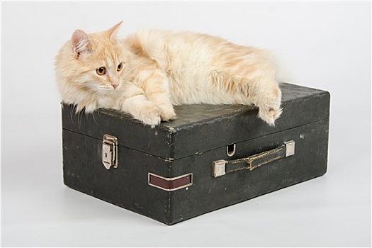 猫,休息,老,手提箱,留声机,白色背景