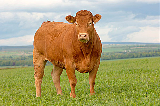 家牛,利莫辛,站立,草场,坎布里亚,英格兰,欧洲