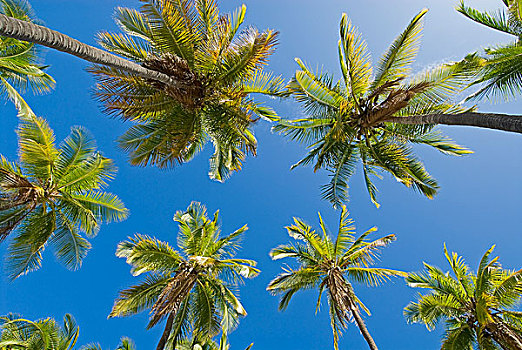 棕榈树,小树林,夏威夷大岛,夏威夷