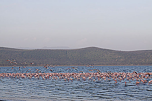 肯尼亚纳库鲁湖火烈鸟-飞与静