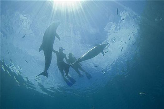 密克罗尼西亚,贝劳,伴侣,潜水,宽吻海豚