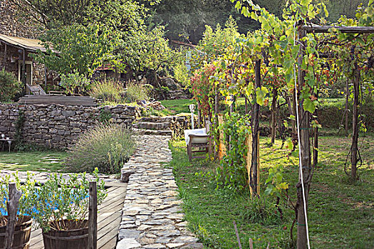 石头,小路,葡萄藤,水池,花园
