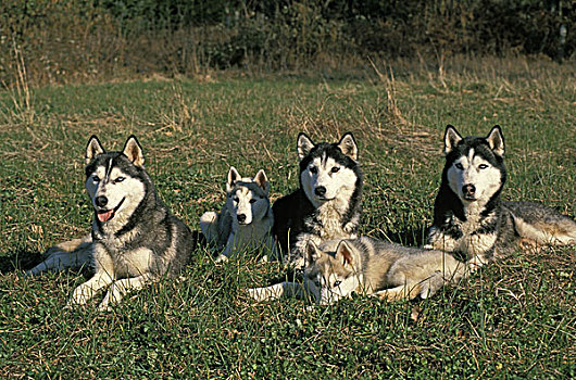 西伯利亚,哈士奇犬,狗,幼仔,卧,草地