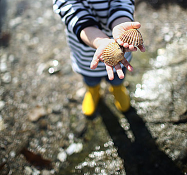 3岁,男孩,看,海螺壳,海滩