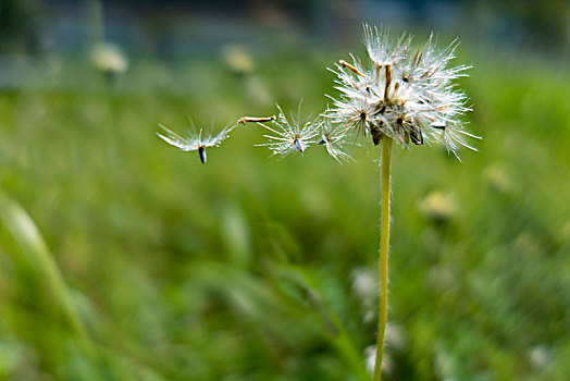 绿色植物特写