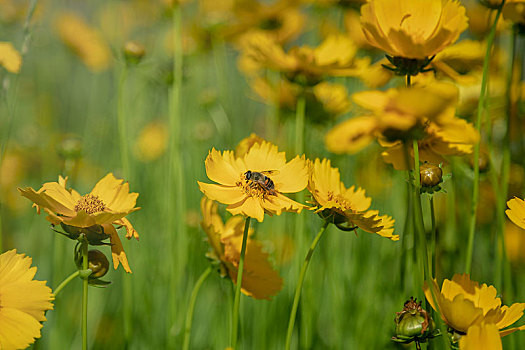 花丛里的蜜蜂