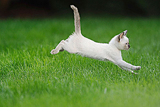 年轻,暹罗猫,跳跃