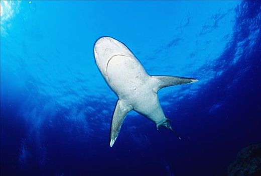 泰国,银鳍鲨,白边真鲨,清晰,深海,仰视