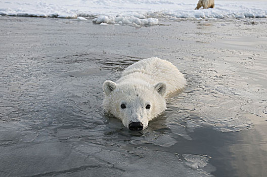 浅,水,浮冰,区域,北极圈,国家野生动植物保护区,北极,阿拉斯加,秋天
