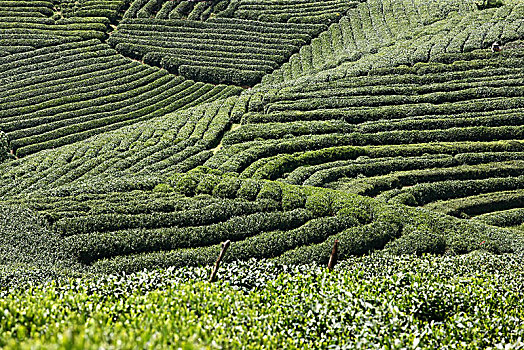 杭州龙坞茶镇茶园