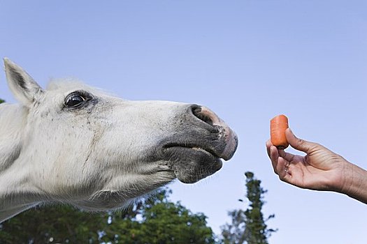 握着,胡萝卜,给,马