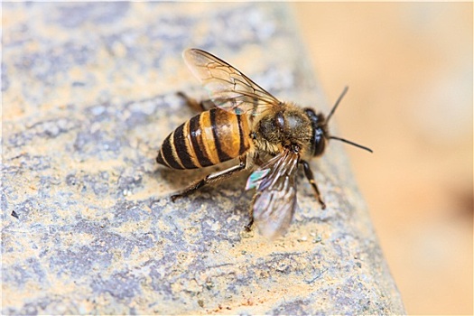 特写,蜜蜂,地上