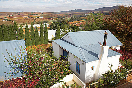 风景,树,葡萄园,平台,葡萄酒厂,南非