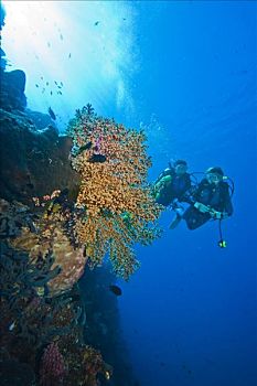 潜水,彩色,礁石,后面,印度尼西亚