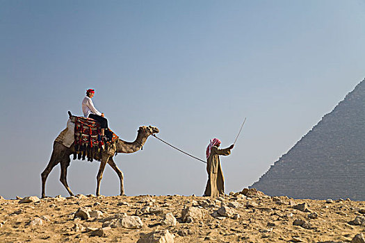 女青年,游客,骑,骆驼,领着,引导,吉萨金字塔,埃及