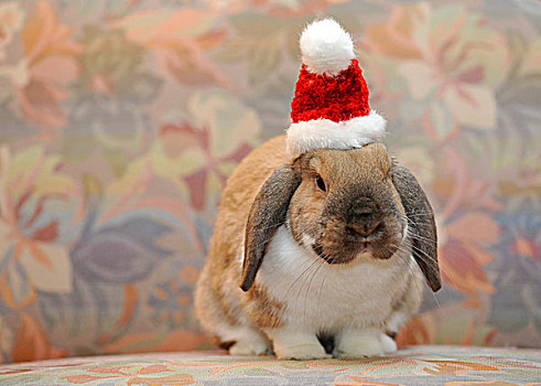 欧洲,迷你兔,兔豚鼠属,戴着,圣诞帽