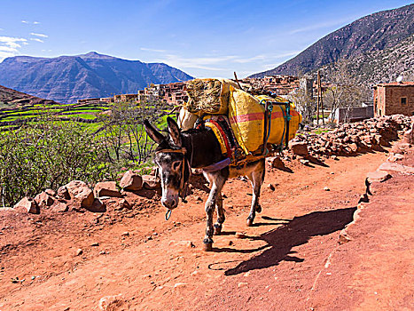 驴,骡子,重负,小路,阿特拉斯山脉,乡村,背影,山谷,摩洛哥,非洲