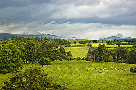 苏格兰,风景,母牛,牧场