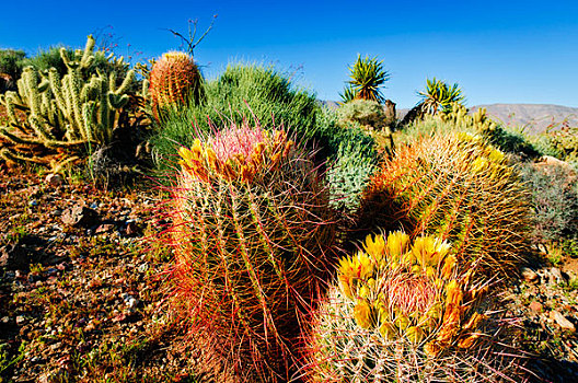 圆桶掌,李子,峡谷,安萨玻里哥沙漠州立公园,美国