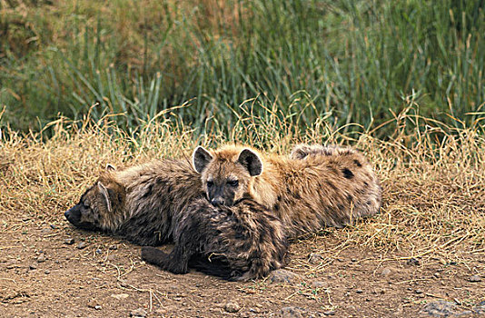 斑鬣狗,成年,睡觉,马赛马拉,公园,肯尼亚