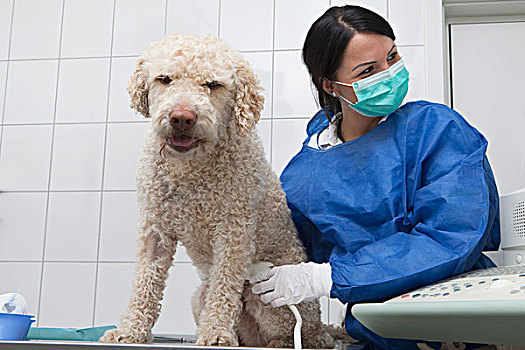 兽医,超声波扫描,狗,诊所
