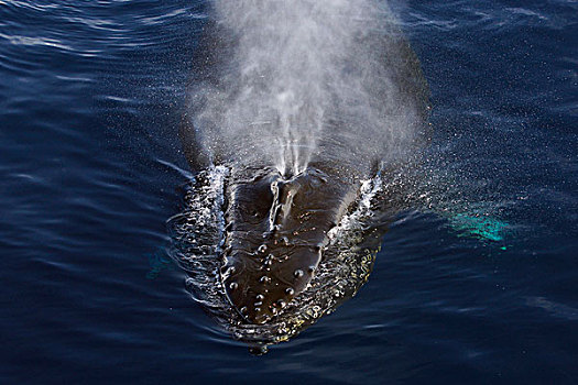 驼背鲸,大翅鲸属,鲸鱼,喷涌,南极半岛,南极
