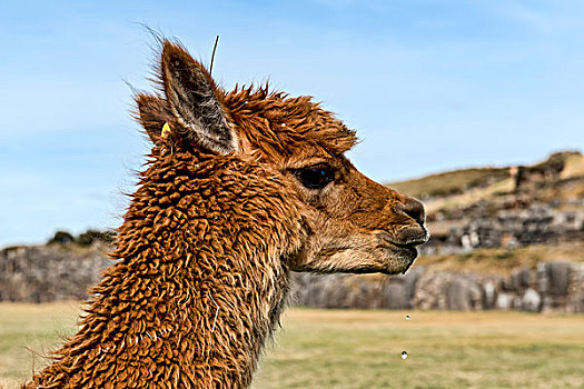羊驼,靠近,库斯科,秘鲁,南美