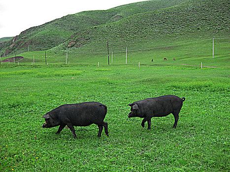 两只黑猪在河北坝上草原上