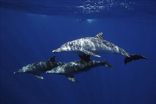 印度洋,宽吻海豚,三个,岛屿,日本