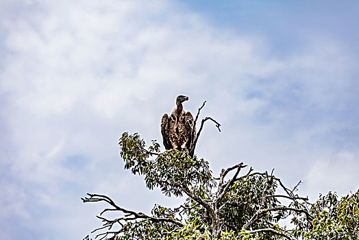 坦桑尼亚塞伦盖蒂草原秃鹫生态环境