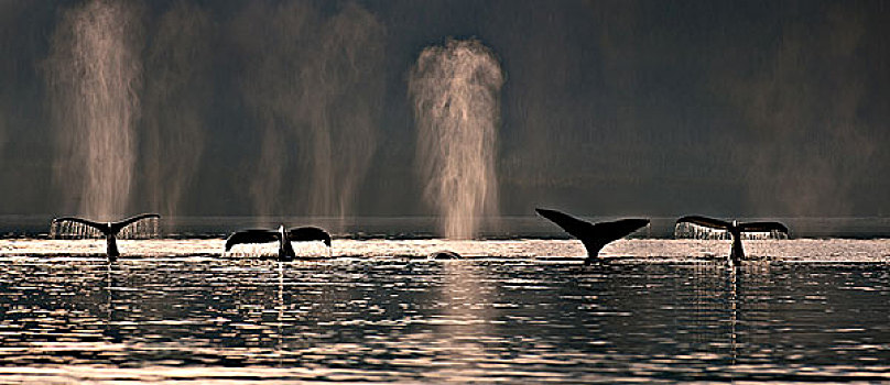 驼背鲸,喂食,通道,靠近,东南阿拉斯加,夏天