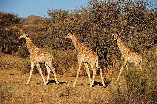 三个,幼兽,长颈鹿,区域,纳米比亚,非洲
