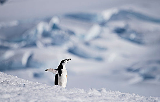 南极动物帽带企鹅