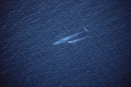 蓝鲸,一对,平面,圣芭芭拉,加利福尼亚