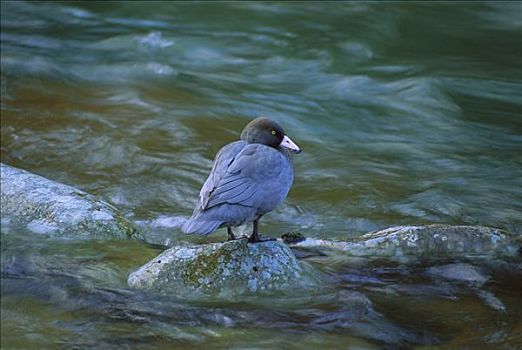 蓝色,鸭子,站立,石头,河流,濒危,卡胡朗吉国家公园,新西兰