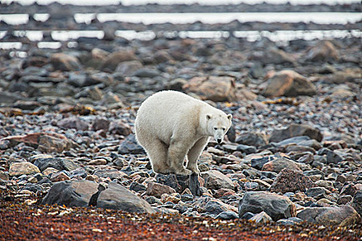 北极熊,站立,石头,海岸线,哈得逊湾,曼尼托巴,加拿大