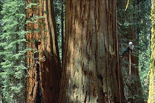 研究人员,巨杉,红杉国家公园,加利福尼亚