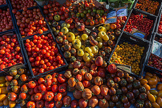 不同,品种,西红柿,番茄,农民,市场,下萨克森,德国,欧洲