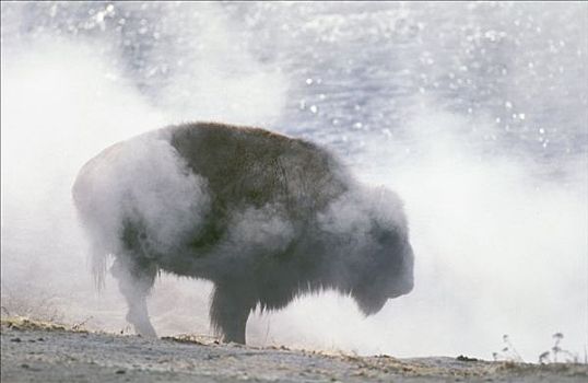 美洲野牛,薄雾,黄石国家公园,美国,野牛